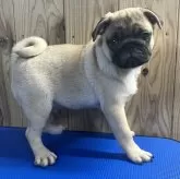 パグ