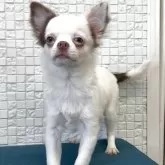 チワワ(ロング)