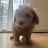 ティーカッププードル
