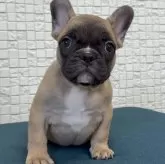 フレンチブルドッグ
