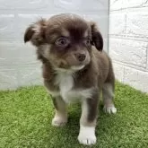 チワワ(ロング)