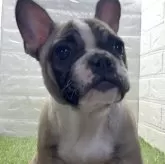 フレンチブルドッグ