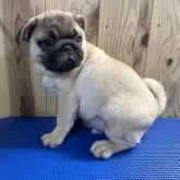 パグ
