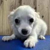 チワワ(ロング)