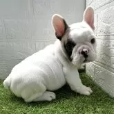 フレンチブルドッグ