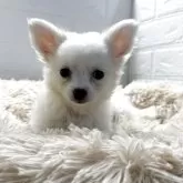 チワワ(ロング)