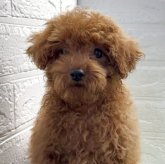 トイプードル(タイニー)