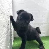 パグ