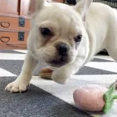 フレンチブルドッグ