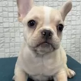 フレンチブルドッグ