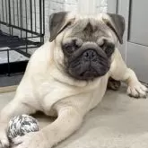 パグ