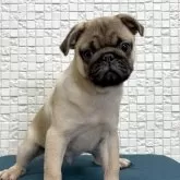 パグ