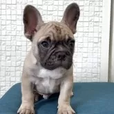 フレンチブルドッグ