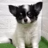 チワワ(ロング)【福岡県・女の子・2025年6月8日・ホワイト&ブラックタン】の写真1