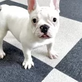 フレンチブルドッグ