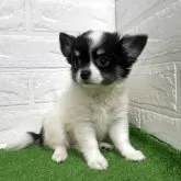 チワワ(ロング)【福岡県・女の子・2025年6月8日・ホワイト&ブラックタン】の写真2