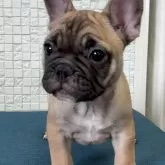 フレンチブルドッグ【福岡県・女の子・2025年9月6日・フォーンホワイト】の写真2