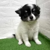 チワワ(ロング)【福岡県・女の子・2025年6月8日・ホワイト&ブラックタン】の写真3