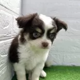 チワワ(ロング)【福岡県・男の子・2025年4月3日・チョコタンホワイト】の写真3