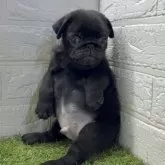 パグ【福岡県・男の子・2025年9月29日・フォーン】の写真3