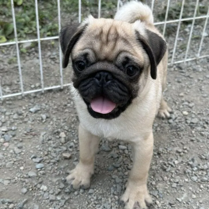 ID：2305-00358の子犬