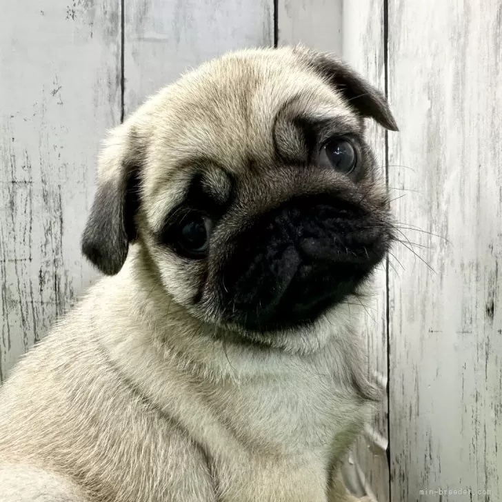 ID:2405-03817の子犬
