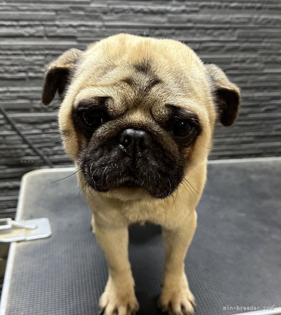 パグ【・男の子・2022年12月28日・フォーン】