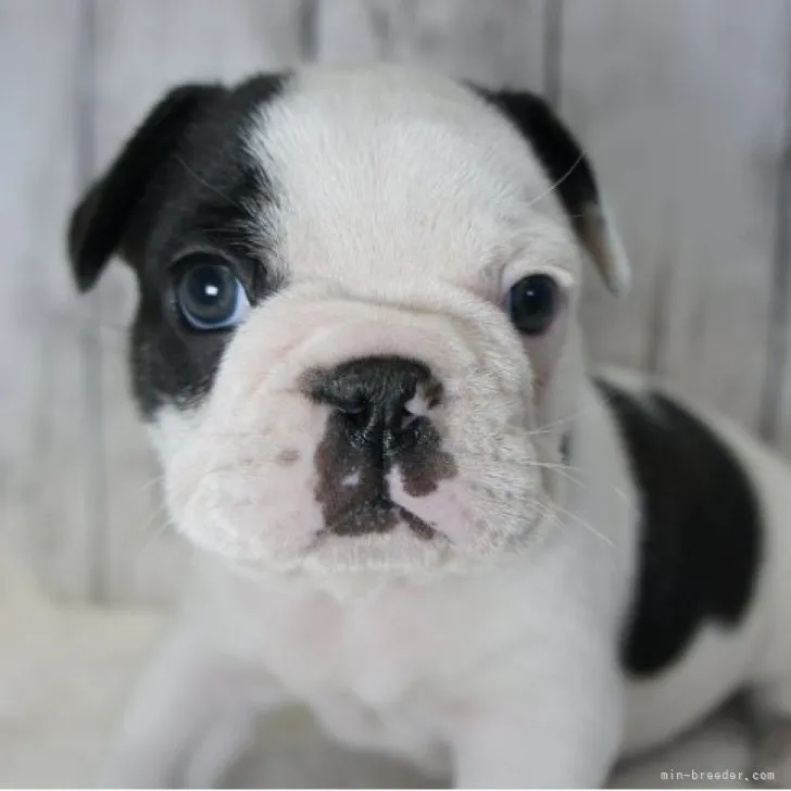 ID：2302-02327の子犬