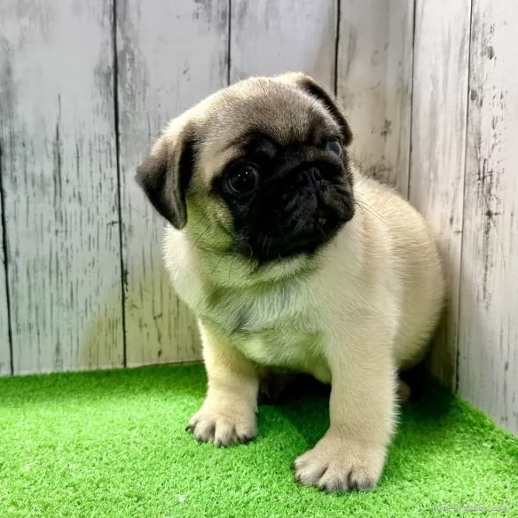 ID：2406-03495の子犬