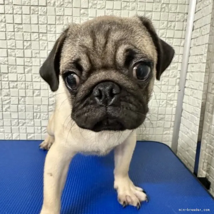 ID:2305-00362の子犬