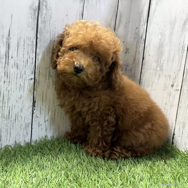 ID：2408-05238の子犬
