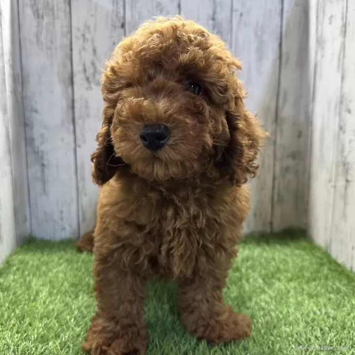 ID:2408-05234の子犬