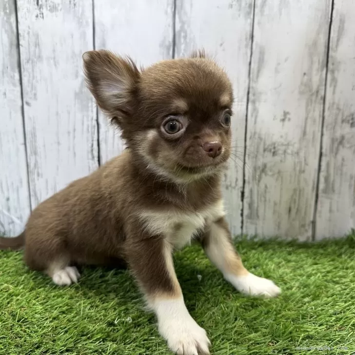 ID:2402-05984の子犬