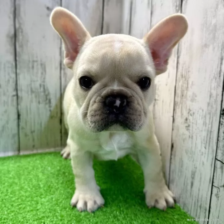 ID：2406-02462の子犬