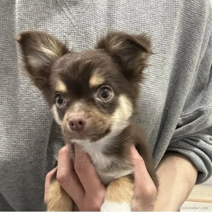 ID:2302-01560の子犬