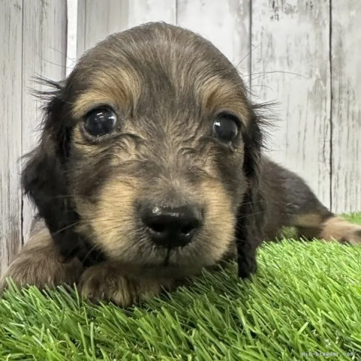 ID:2306-00529の子犬