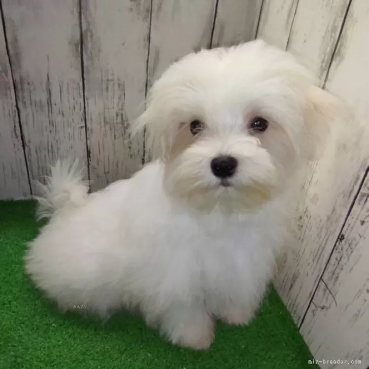 M.A 様のお迎えした子犬