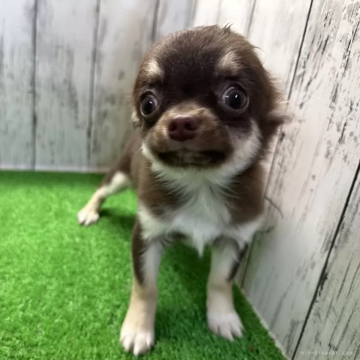 ID:2402-06281の子犬