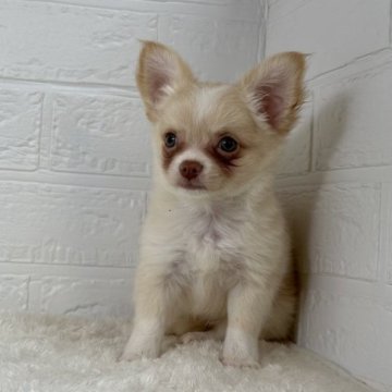 チワワ(ロング)【福岡県・女の子・2023年6月27日・クリーム&ホワイト】の写真「クリーム系の可愛い女の子」