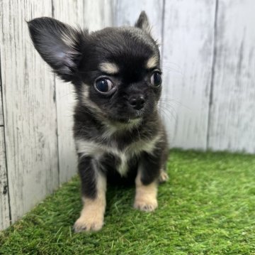 チワワ(ロング)【福岡県・女の子・2023年11月1日・ブラックタンホワイト】の写真「小さい可愛い女の子」