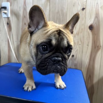 フレンチブルドッグ【福岡県・女の子・2023年8月21日・フォーン】の写真「顔、体もつまった可愛い女の子」