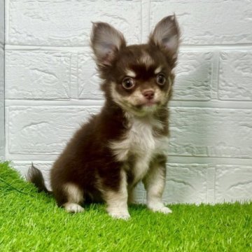 チワワ(ロング)【福岡県・女の子・2023年7月4日・チョコタンホワイト】の写真「チョコタンホワイトの可愛い女の子」