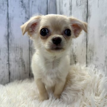 チワワ(ロング)【福岡県・男の子・2023年11月1日・クリーム】の写真「お目目くりくりの可愛い男の子」