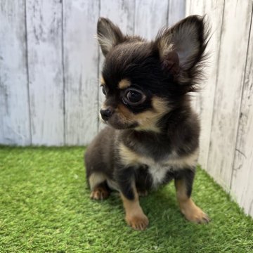 チワワ(ロング)【福岡県・男の子・2023年11月1日・ブラックタンホワイト】の写真「可愛い男の子」