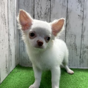 チワワ(ロング)【福岡県・男の子・2024年3月4日・ホワイト&クリーム】の写真「癒し系男子」