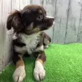 チワワ(ロング)【福岡県・女の子・2023年12月18日・チョコタンホワイト】の写真2