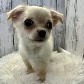 チワワ(ロング)【福岡県・男の子・2023年11月1日・クリーム】の写真3「2月12日撮影」