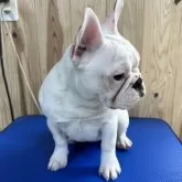 フレンチブルドッグ【福岡県・女の子・2023年12月23日・ホワイト】の写真3