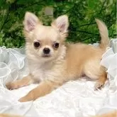 チワワ(ロング)