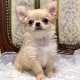チワワ(ロング)